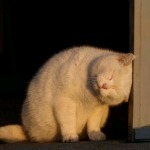 草莓印钦的烟网个人空间