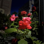 霓裳魅影的九联汇个人空间