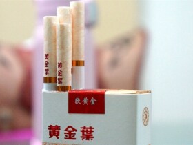 黄金叶(软黄金)