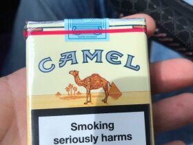 骆驼(无嘴中南半岛免税)