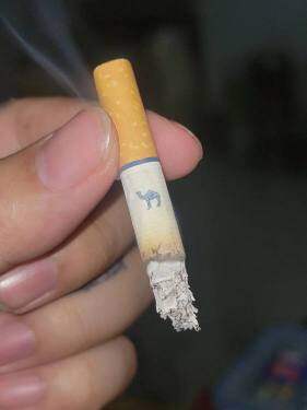 骆驼(硬蓝肥仔美税版)